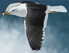 1cy fuscus in August, ringed in Finland. (81365 bytes)